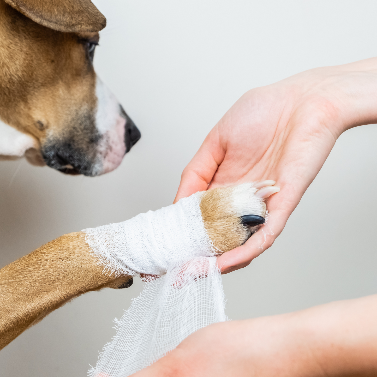 Pet Wound Spray