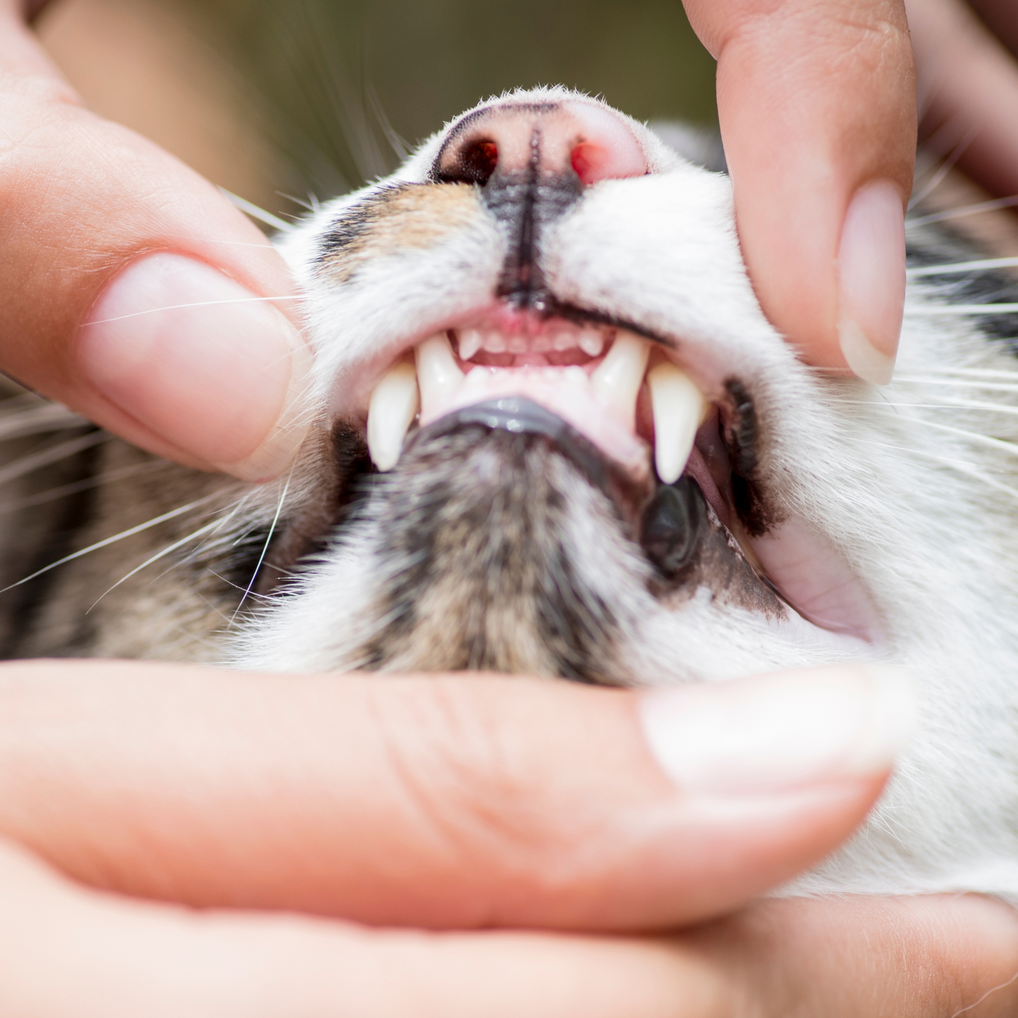 Pet Mouth Spray