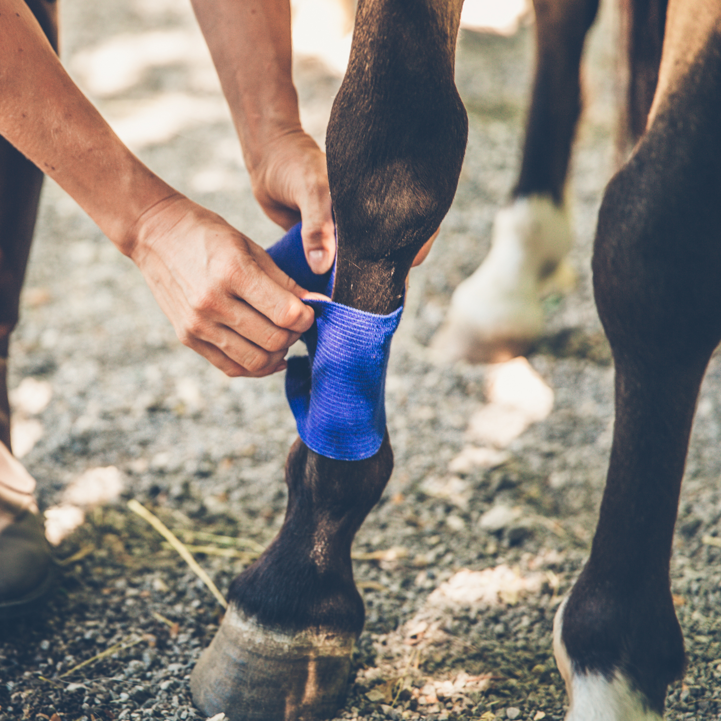 Pet Wound Spray